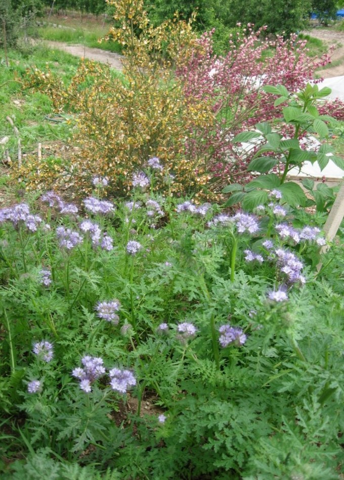 Phacelia Tanacetifolia