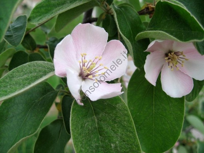 Fiori del melo cotogno