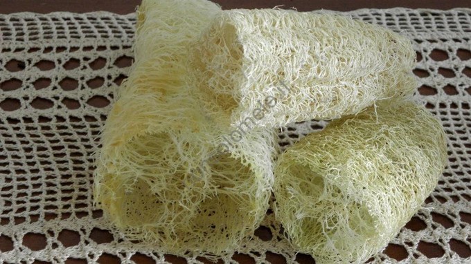 Luffa sbiancata